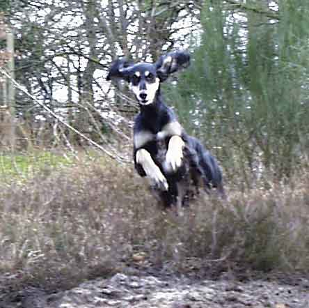 Saluki im Sprung, Foto: Michael Behrmann