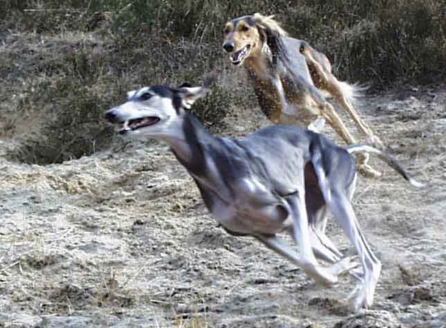Saluki (Kurzhaar und befedert), Foto: Michael Behrmann