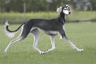 Saluki Karob Cyrene Keokeo of Sawahin, Foto: D.Hintzenberg-Freisleben