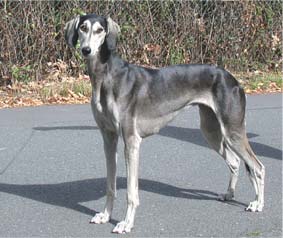 Saluki Xahra Tachibana Sawahin, Foto: D.Hintzenberg-Freisleben