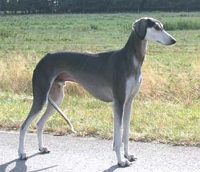 Saluki Xander Sawahin, Foto: Dagmar Hintzenberg-Freisleben