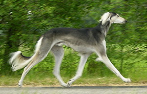 Saluki Brahmani Sawahin, Foto: D.Hintzenberg-Freisleben