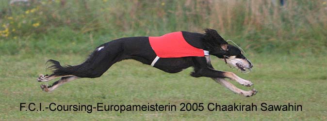 Saluki Chaakirah Sawahin, Foto: D.Hintzenberg-Freisleben