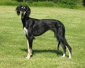 Saluki Chaakirah Sawahin, Foto: D.Hintzenberg-Freisleben