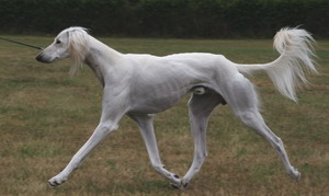 Saluki Chaliman Sawahin, Foto: D.Hintzenberg-Freisleben