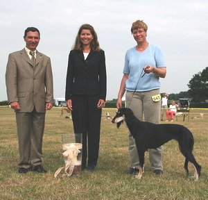 Saluki Chaakirah Sawahin, Foto:D.Hintzenberg-Freisleben