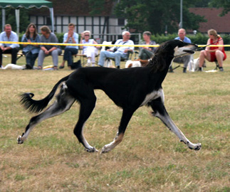 Saluki Chaakirah Sawahin, Foto: D.Hintzenberg-Freisleben