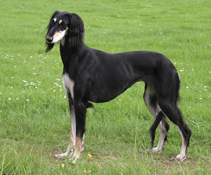 Saluki Chaakirah Sawahin, Foto: D.Hintzenberg-Freisleben