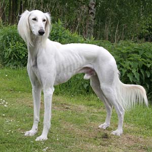 Saluki Chaliman Sawahin, Foto: D.Hintzenberg-Freisleben