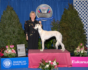 CH Dakira Sawahin, National Championship Show im Rahmen des EUKANUBA WORLD CHALLENGE 2007