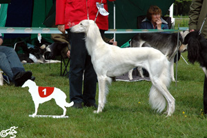 Saluki Dakira Sawahin, Foto: K.H.Schulz