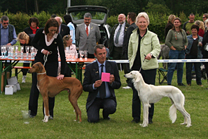 Saluki: Dakira Sawahin, Foto: Karin Vlker