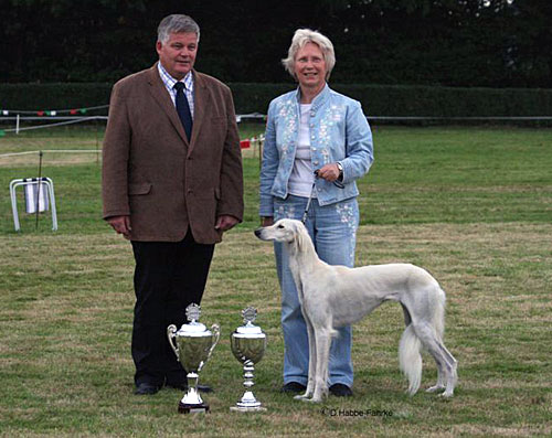 Saluki Dakira Sawahin, BIS-Haan-Hochdahl, Foto: Dagmar Habbe-Fhrke