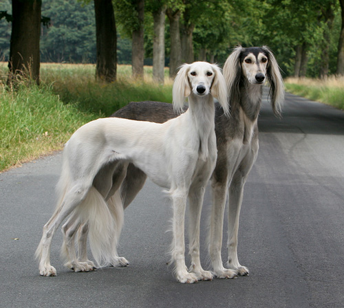 Dakira und CH Brahmani Sawahin, Foto: D.Hintzenberg-Freisleben