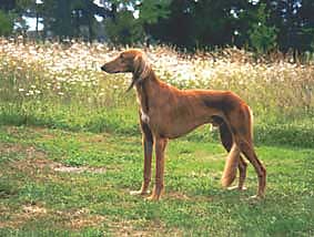 Saluki Int, Dt., Lux., VDH-Champion Rapithwin Sawahin, Foto: D.Hintzenberg-Freisleben, Rapithwin erfllte mit diesem CACIB-Gewinn die Bedingungen fr das internationale Championat