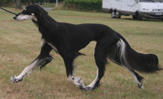 Saluki CH Tashari Sawahin, Foto:D.Hintzenberg-Freisleben