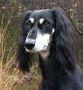 Saluki Multi-CH Tashari Sawahin, Foto: Michael Behrmann