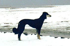 Saluki CH Tashari Sawahin, Foto: M.Behrmann