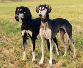 Saluki Multi-CH Tashari + CH Villymona Sawahin, Foto: D.Hintzenberg-Freisleben