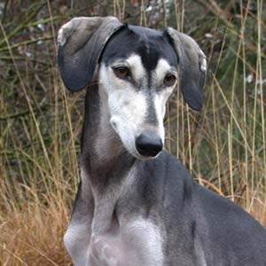 Saluki CH Villymona Sawahin, Foto: Michael Behrmann