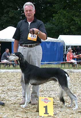 Saluki CH Vishnu Sawahin, Foto: D.Hintzenberg-Freisleben