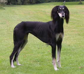 Saluki Ch Walisha Sawahin, Foto: D.Hintzenberg-Freisleben