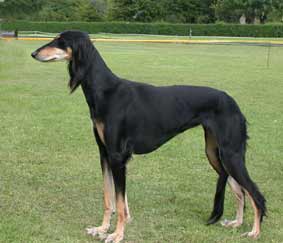 Saluki Wasari Sawahin, Foto: D.Hintzenberg-Freisleben