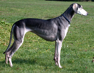 Saluki CH Xahra Tachibana Sawahin, Foto: D.Hintzenberg-Freisleben