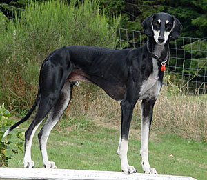 Saluki CH Yazzeeoo Sawahin, Foto: D.van der Lichte