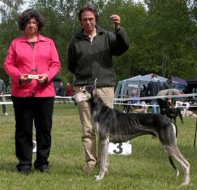 Saluki Zandokhan Sawahin, 2,5 Jahre, aus der Saluki-Zuchtsttte Sawahin, Foto: S.Panova