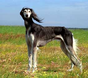 Saluki: Multi-CH Indra-Khan Sawahin, Foto: D.Hintzenberg-Freisleben