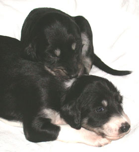 Saluki Welpen 3 Wo, Foto: D.Hintzenberg-Freisleben