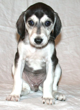 Saluki Welpe 5 Wo, Foto: D.Hintzenberg-Freisleben