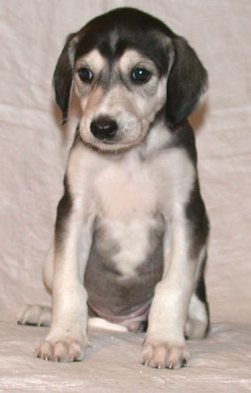 Saluki Welpe 5 Wo, Foto: D.Hintzenberg-Freisleben