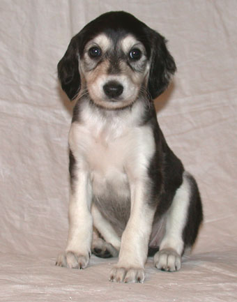 Saluki Welpe 5 Wo, Foto: D.Hintzenberg-Freisleben