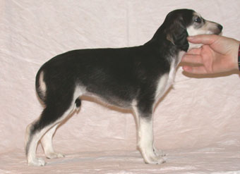 Saluki Welpe 5 Wo, Foto: D.Hintzenberg-Freisleben