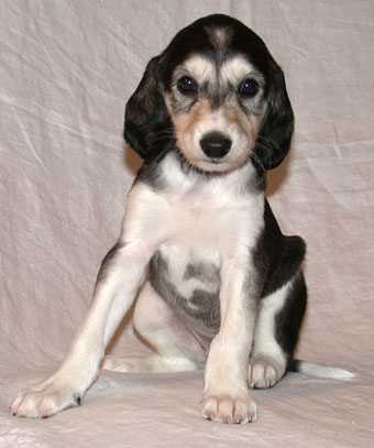 Saluki Welpe 5 Wo, Foto: D.Hintzenberg-Freisleben