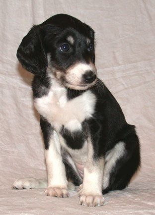 Saluki Welpe 5 Wo, Foto: D.Hintzenberg-Freisleben