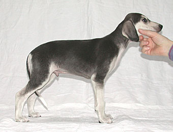 Saluki Welpe 6 Wo, Foto: D.Hintzenberg-Freisleben