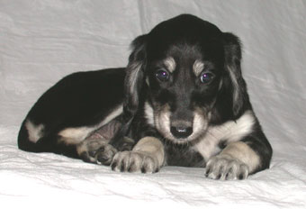 Saluki Welpe 6 Wo, Foto: D.Hintzenberg-Freisleben