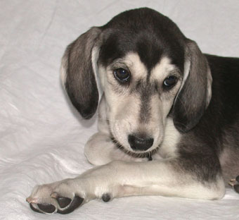 Saluki Welpe, Foto: D.Hintzenberg-Freisleben