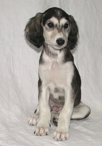 Saluki Welpe, Foto: D.Hintzenberg-Freisleben