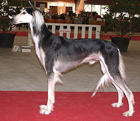 Saluki Arab Bahari's Oman Rub-al- Khali, Foto: D.Hintzenberg-Freisleben