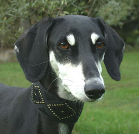 Saluki Sumayah-Shari Tal Amal, Kurzhaar, Foto: D.Hintzenberg-Freisleben