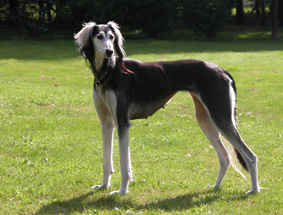 Saluki CH Ziba Talitha, Foto: D.Hintzenberg-Freisleben