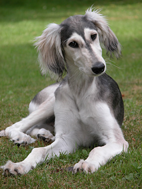 Saluki-Welpe Brahmani Sawahin, Foto: D.Hintzenberg-Freisleben