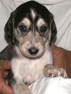 Saluki Welpe, 4 Wo, Foto: D.Hintzenberg-Freisleben