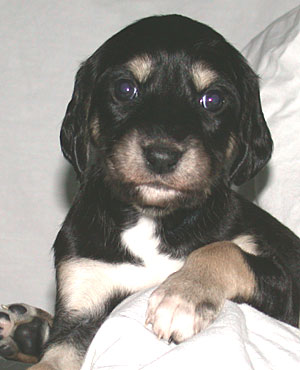 Saluki Welpe, 4 Wo, Foto: D.Hintzenberg-Freisleben