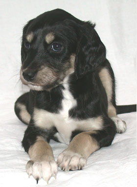 Saluki Welpe, 5 Wo, Foto: D.Hintzenberg-Freisleben