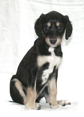 Saluki Welpe, 6 Wo, Foto: D.Hintzenberg-Freisleben